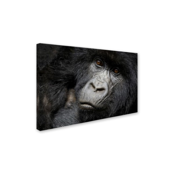 Robert Harding Picture Library 'Gorillas' Canvas Art,22x32